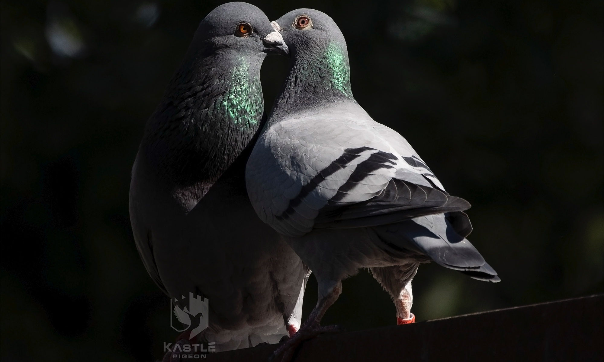 pigeons mating